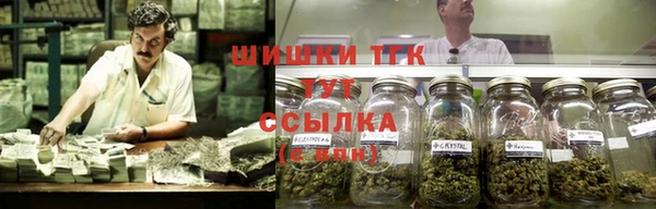 прущие грибы Губаха